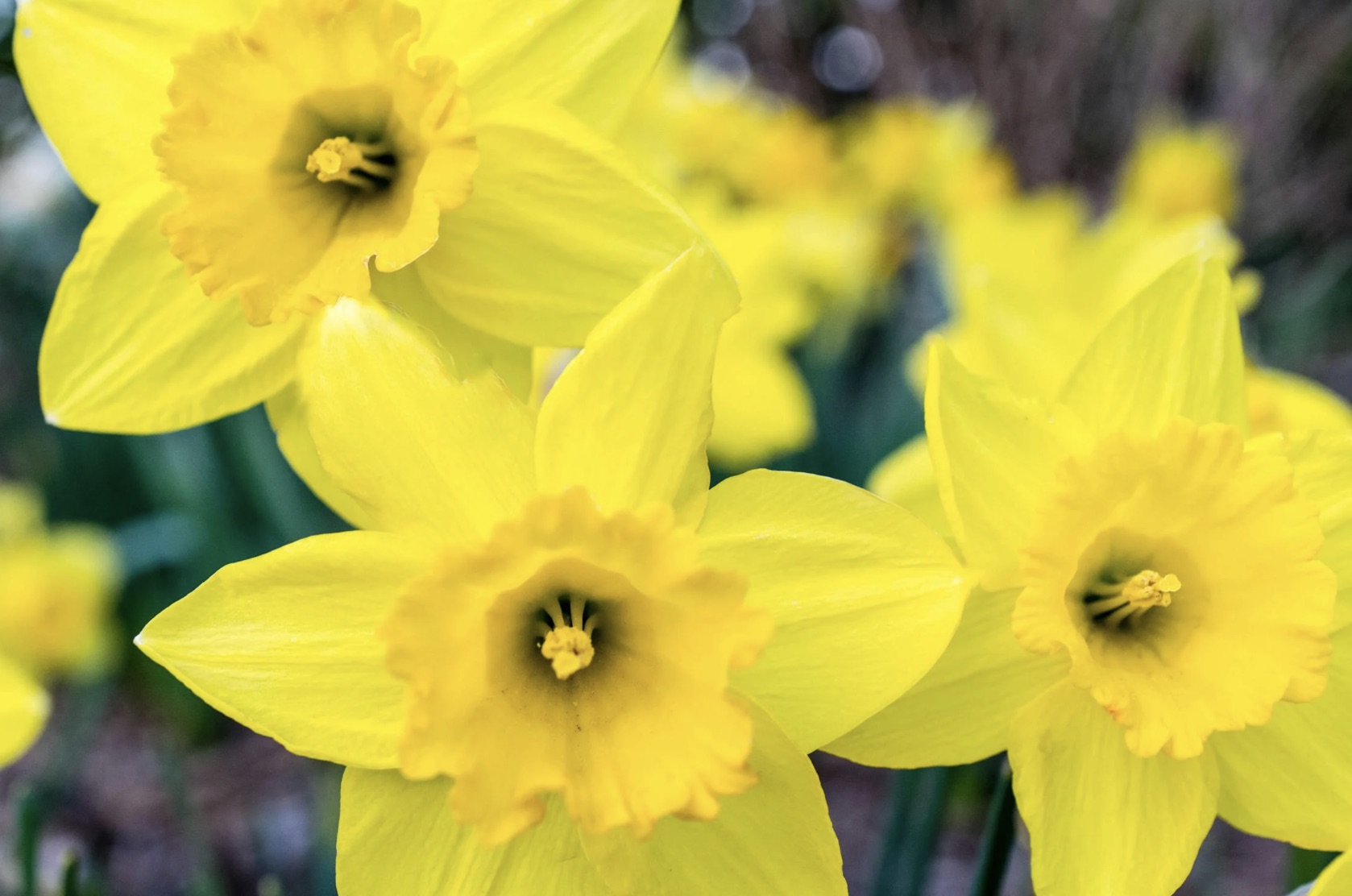 A close-up image of several bright yellow daffodils in full bloom. The flowers have a central trumpet-shaped corona surrounded by six petal-like tepals, with the nearest daffodil in sharp focus against a blurred background of greenery and other daffodils, highlighting the vibrant color and delicate structure of these spring flowers